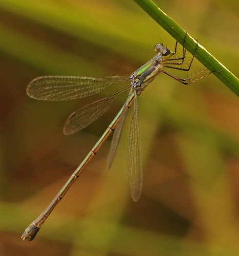 Female
2014_07_31_Rockdale